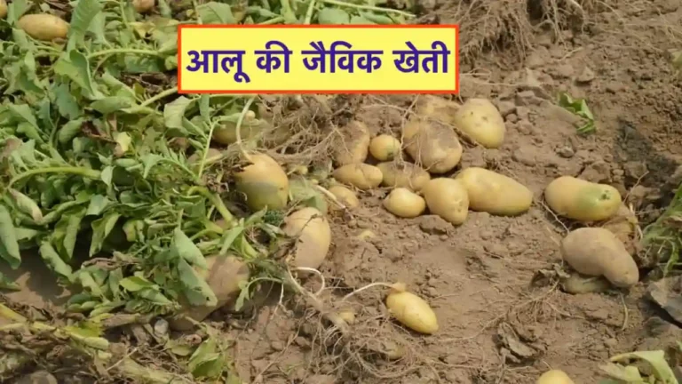 aloo ki jaivik kheti ki jankari