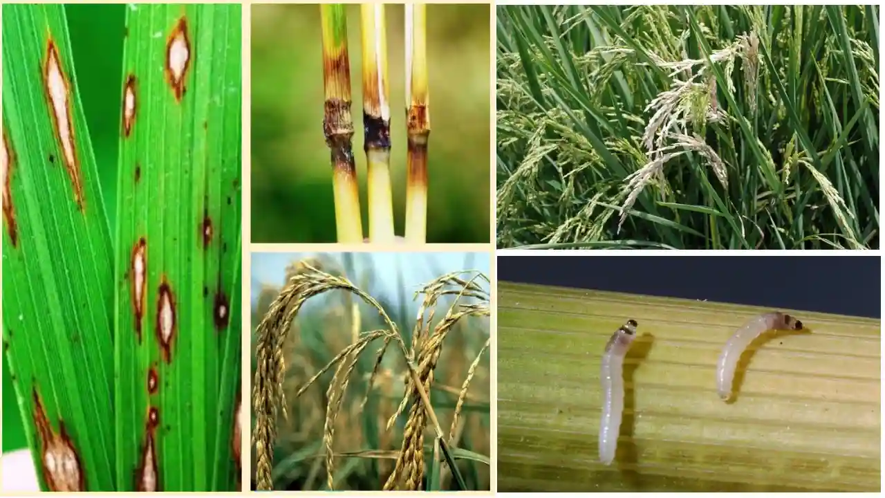paddy stem borer tana chhedak keet