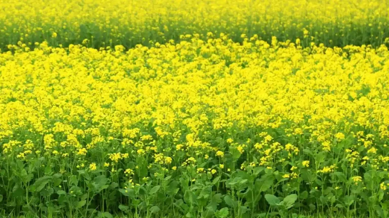 kam pani ke liye sarso ki kism ki kheti