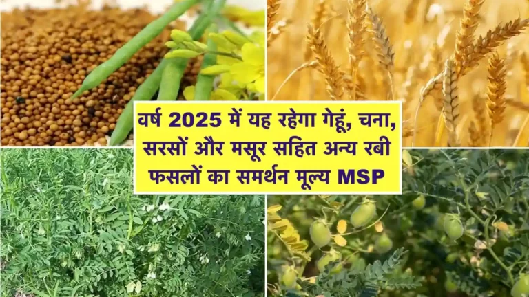 Rabi crop MSP 2025