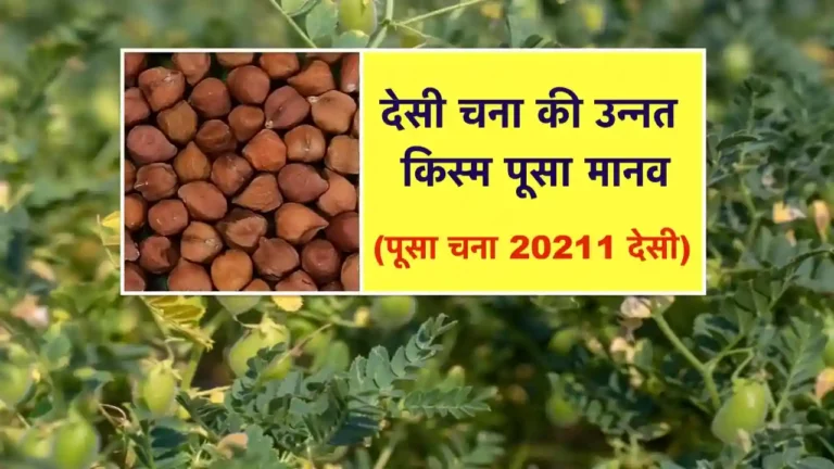 pusa manav chana 20211