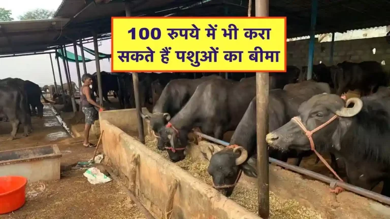 Pashu Bima Yojana MP