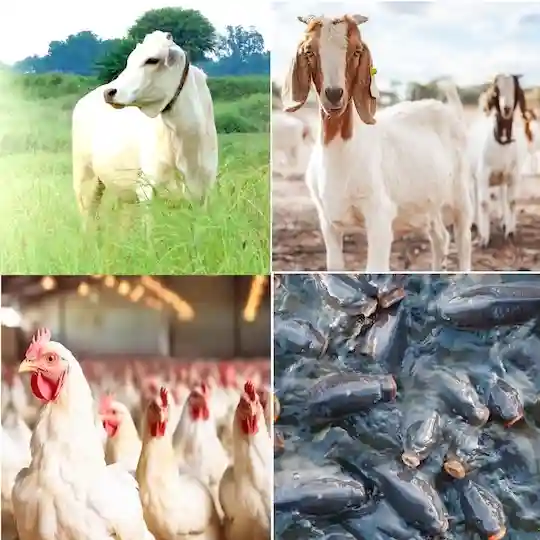 Pashu Palan aur Machhli Palan ki Jankari