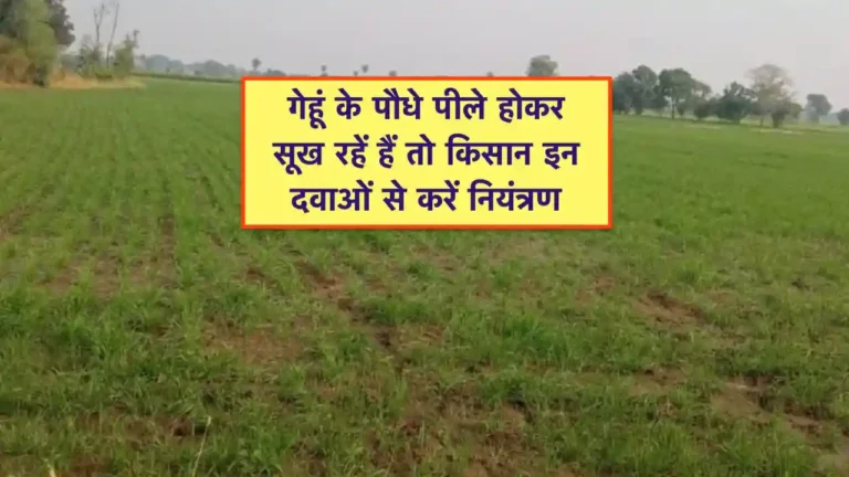 gehu ke poudho ka pila hokar sukhna