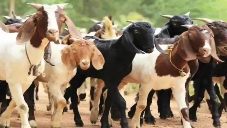Bakri Palan Business