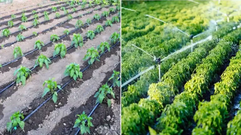 Drip Aur Sprinkler System par Anudan