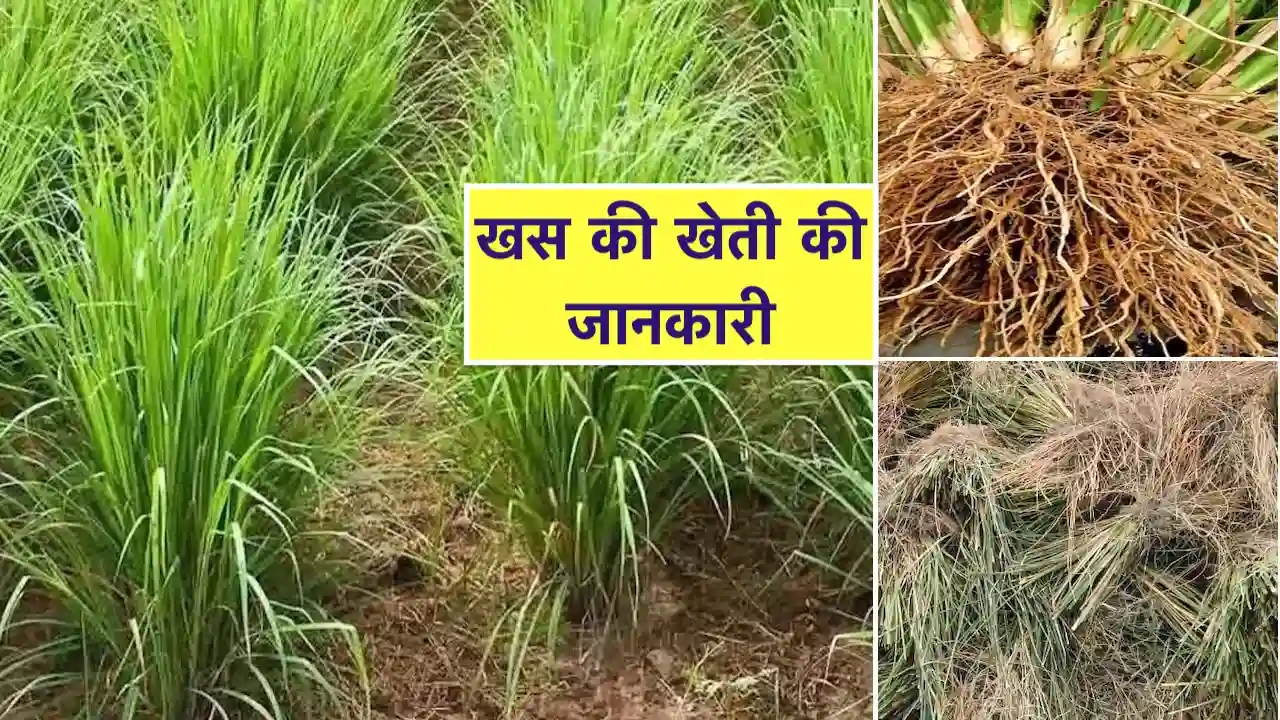 Khas ki Kheti Kaise kare