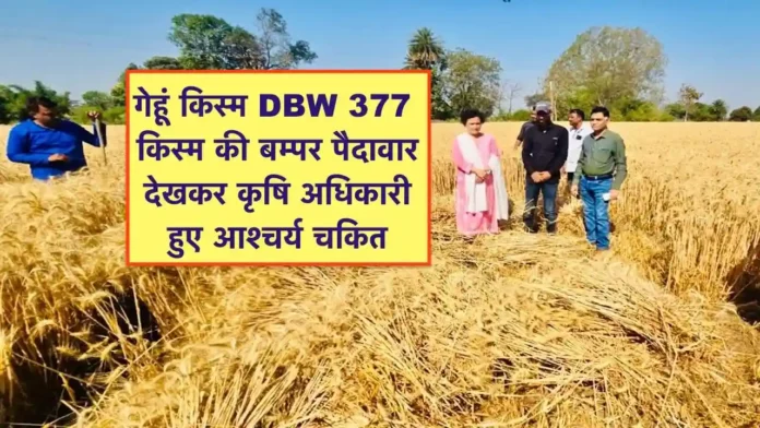 Gehun Kism DBW 377 Kism ki kheti se Utpadan