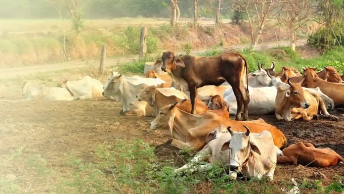 Karra rog ki roktham ke liye pashupalan mantri ne diye nirdesh