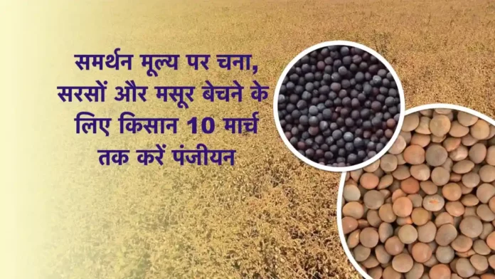 MSP par chana masur aur sarso bechne ke liye panjiyan
