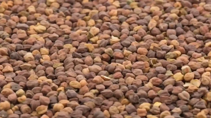 chane ka bhav import duty