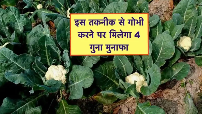 gobhi ki kheti ki nai taknik se munafa