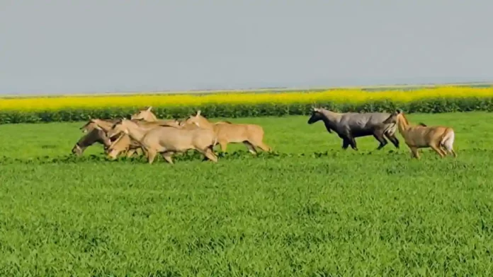 nilgai aur jangli jangli janvaron se fasal ko bachane ki yojana