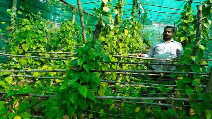 paan ki kheti se lakho kama rahe kisan ko kiya gaya sammanit
