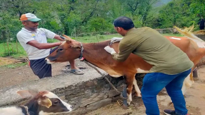 pashu upchar ke liye karyshala
