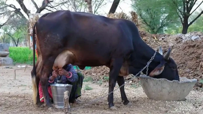 sabse adhik dudh utpadan ke liye puraskar