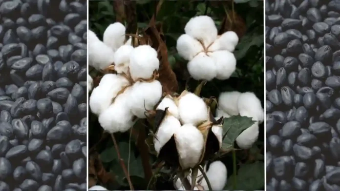 BT Cotton Seed kaha se kharide
