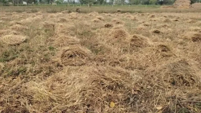 Fasal Nuksan Ka Muawja