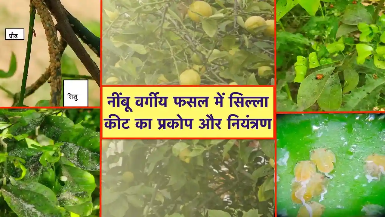 Nimbu me Silla keet ke liye dava