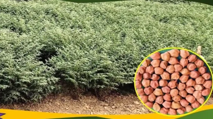 Pusa Chana 4037 Aswini