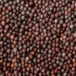 Sarson Ka Mandi bhav