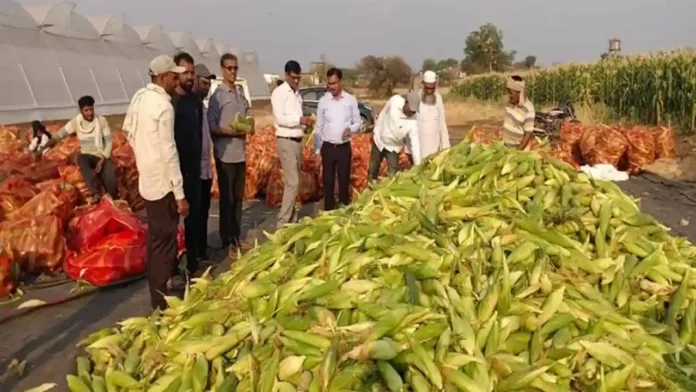 Sweet Corn Makka se Kamai
