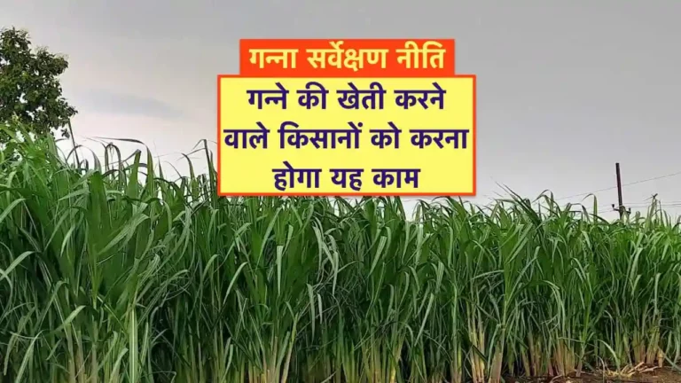 गन्ना किसानों को करना होगा यह काम, सरकार ने जारी की गन्ना सर्वेक्षण नीति 2025