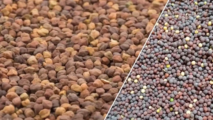 Chana Aur Sarso MSP kharid panjiyan
