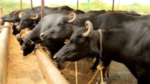 Dairy Farm Ke liye Loan Yojana