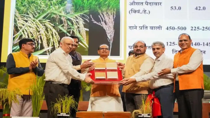 Dhan ki nai unnat kisme DRR dhan kamla aur DST Rice 1