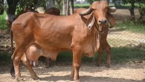 Gir Cow Kritirm Garbhadhan