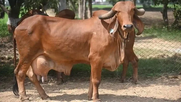 Gir Cow Kritirm Garbhadhan