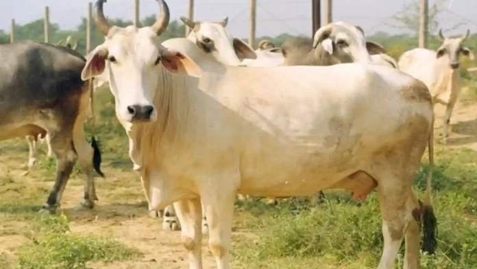 PashuPalan ke liye gaaye