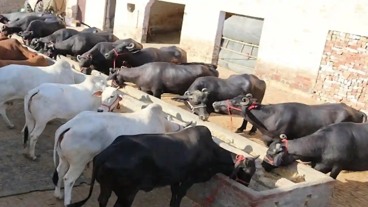 मुख्यमंत्री ने बताया पशुपालन को बढ़ावा देने के लिए सरकार इन योजनाओं के तहत दे रही है सहायता