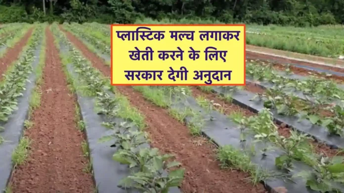 Plastic Mulch lagane ke liye Anudan Yojana