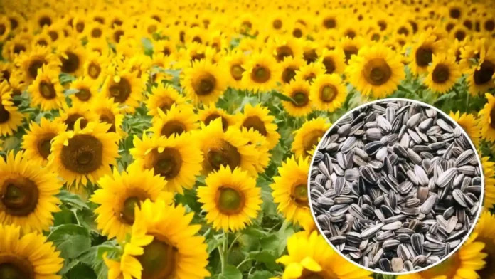 Sunflower MSP Kharid Date