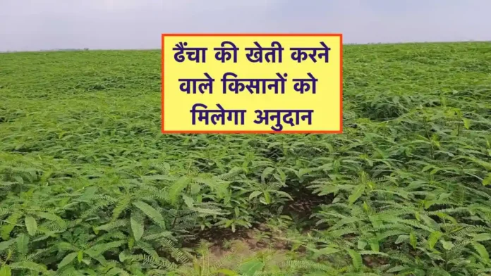 dhaincha ki kheti ke liye Anudan Yojana