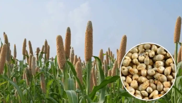 Bajra beej par anudan