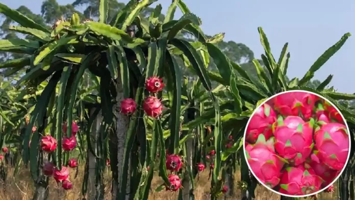 Dragon Fruit Ki Kheti Ke Liye Anudan