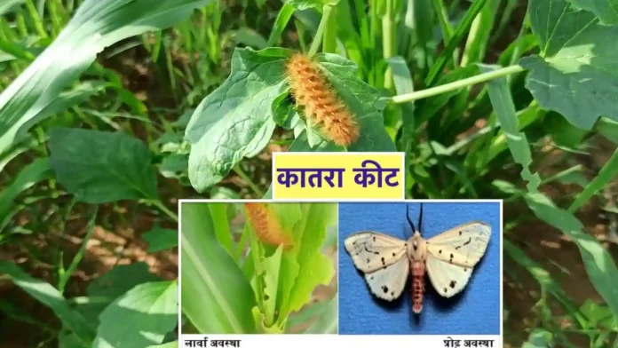 Katra Keet ke liye dawa