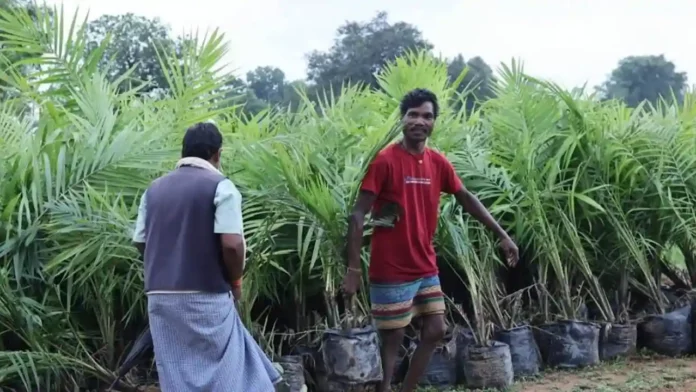 Oil Palm Ki kheti