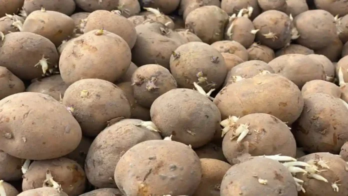 Potato High Quality Seeds