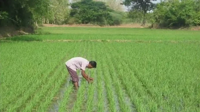 SRI vidhi se dhan ki Kheti
