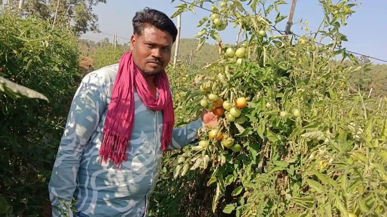 tamatar ki kheti se munafa