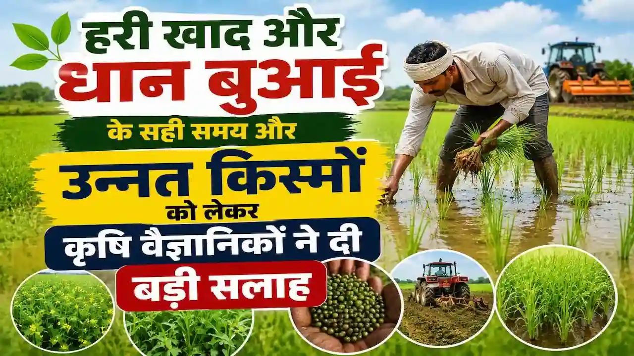 kharif-fasal-hari-khad-mrida-janch-unnt-beej-kisan-salah
