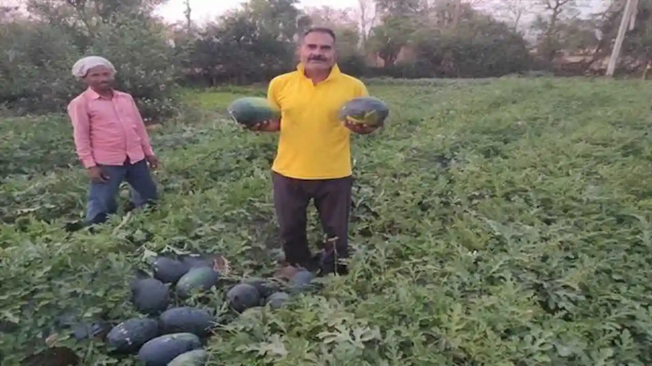 tarbooj ki aadhunik kheti se kamai