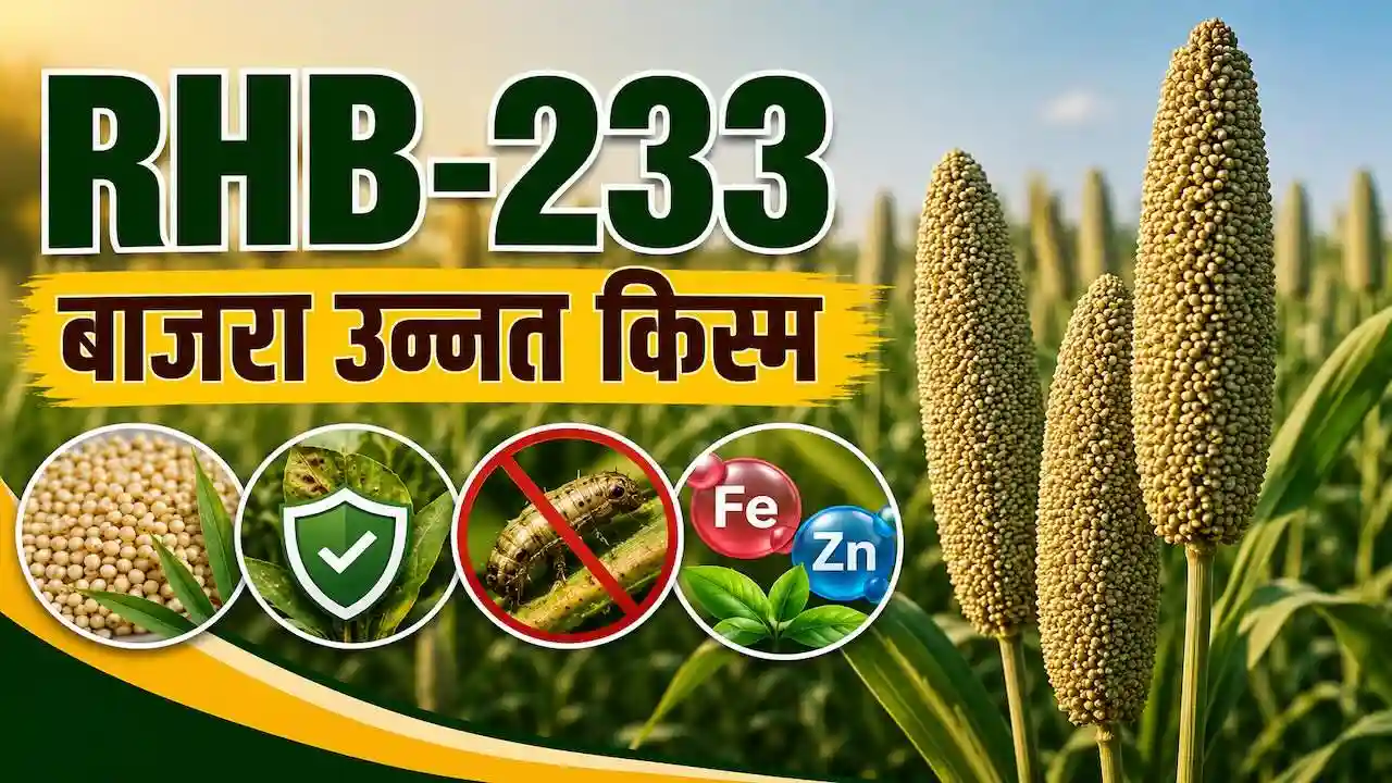 Bajara Unnat Kism RHB-233 Details Hindi