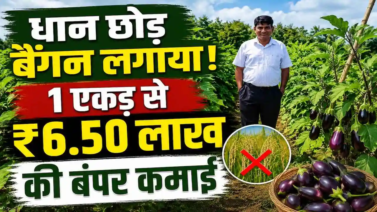 Grafted Brinjal Farming Success Story Kranti Kumar Chandrakar