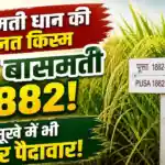 Pusa Basmati 1882 Dhan Kism Hindi Detail