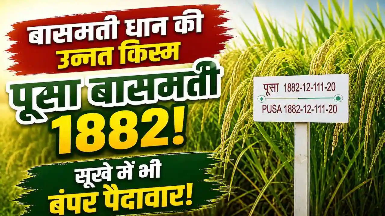 Pusa Basmati 1882 Dhan Kism Hindi Detail